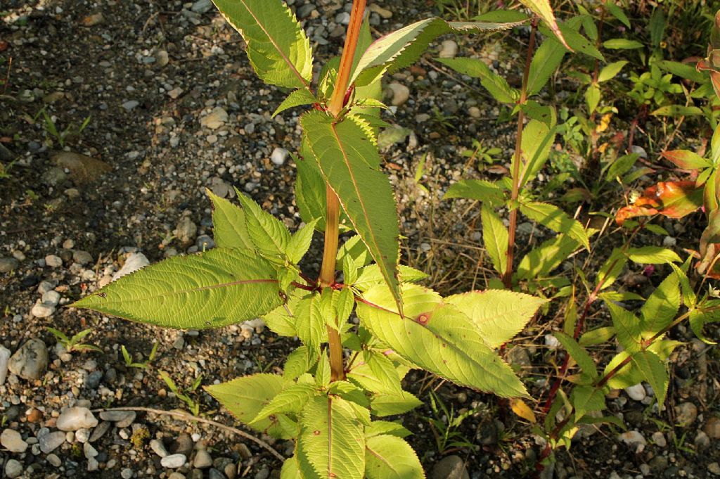 Impatiens glandulifera / Balsamina ghiandolosa